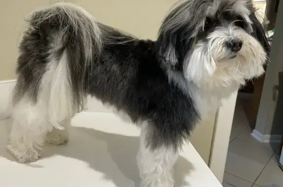 Lost Havanese: Gray/White, Burr Ridge