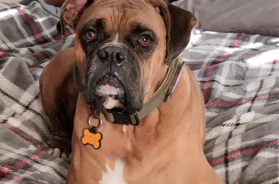 Lost Male Boxer: IU Nature Preserve Area