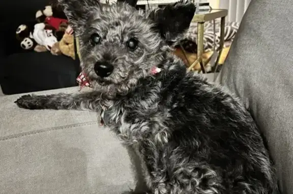 Help Find Lulu: Missing Schnoodle in Ocala