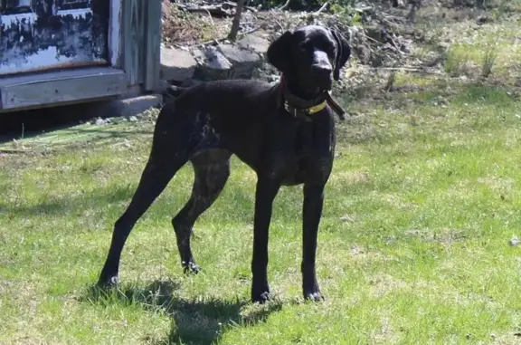 Lost Dog: Female Black Roan Pointer Found