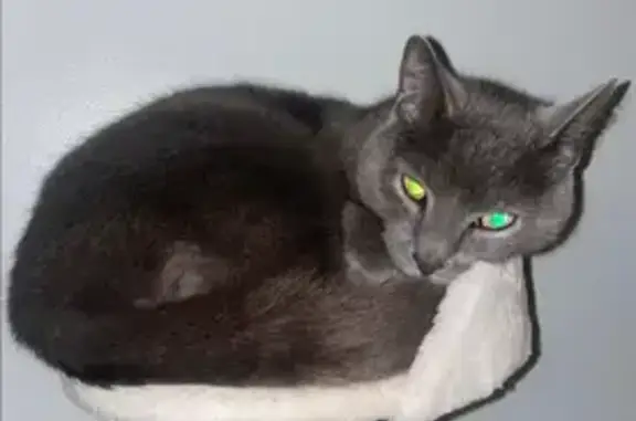 Lost Russian Blue Cat: Grey & Green Eyes