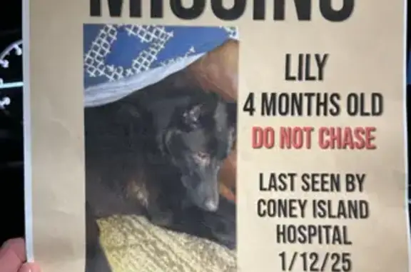 Lost Puppy Alert: Help Find Lilly!