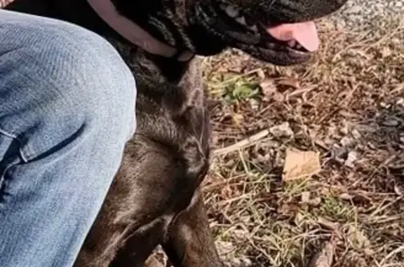 Lost Black Lab Mix Lucy - Congo Ferndale