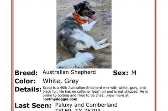 Lost Aussie Shepherd: Scout Needs Help!