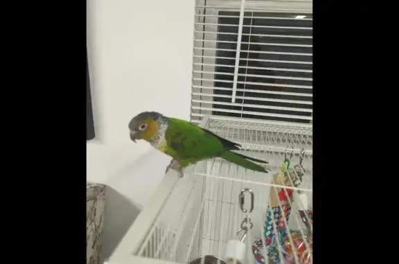 Lost Black Capped Conure in Dittmer, MO