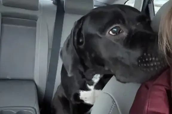 Found: Young Black & White Dog, Galloway