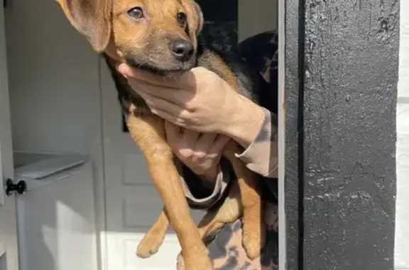 Found: Young Male Beagle on W Maple St