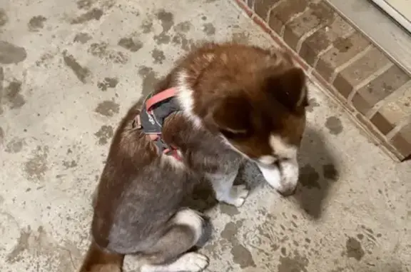 Found: Sweet Brown Husky in Baton Rouge