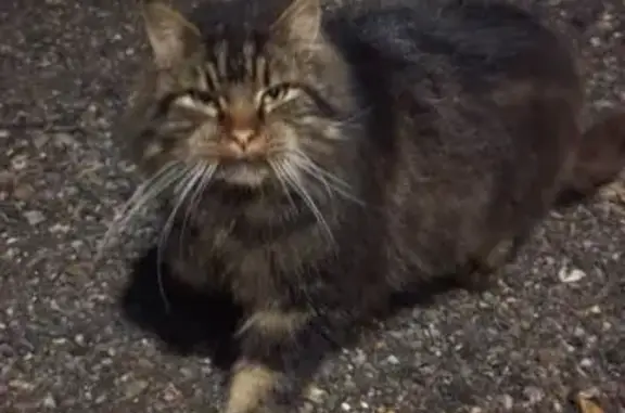 Chat trouvé , photo: Chat trouvé devant chez moi, Les Buhots