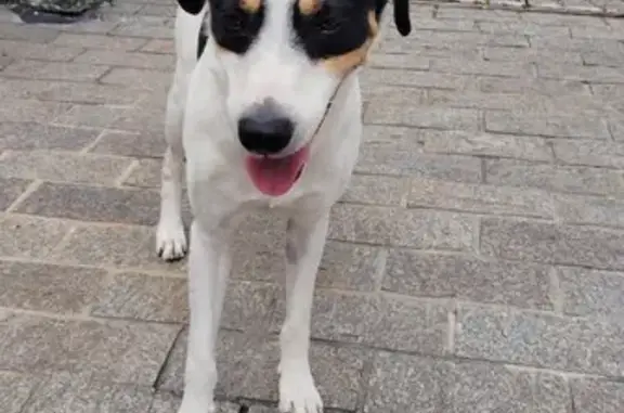 Cão Dócil Encontrado na Av. Guapira, SP