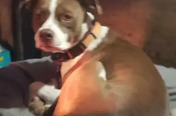 Missing: Brown Male Pitt-Mix, PTSD Service Dog