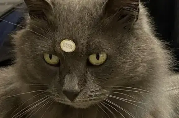 Silver, chat gris perdu à Saint-Galmier - photo
