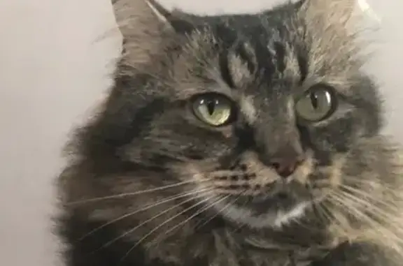 Animaux perdus Marseille Bompard, photo: Chatte tigrée disparue à Marseille