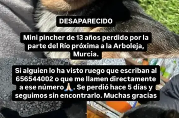 Perro Perdido en Murcia: 14 Años y con Chip