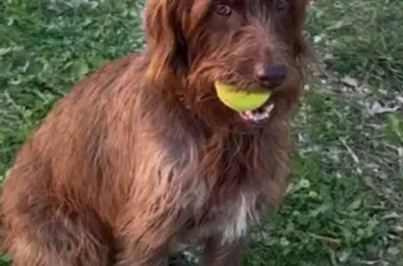 Perro Perdido en Sierra de Mijas: Braco