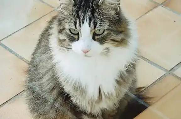 Chat perdu à Aubignosc depuis mardi - photo