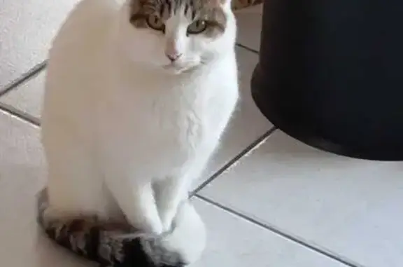Chat perdu, Saint-Martin-d'Hères, photo: Chat tigré-blanc perdu, St-Martin-d'Hères