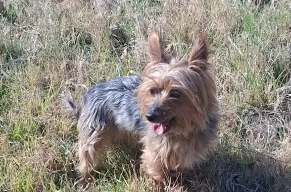 Yorkshire de 8 años perdido en Bayárcal