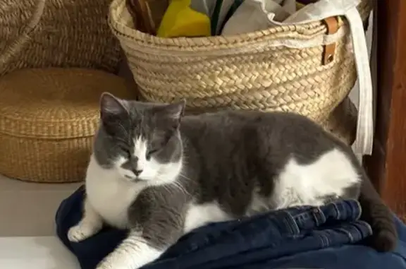 Chat femelle câline trouvée à Strasbourg - photo