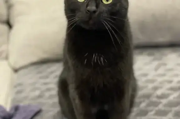 Chat noir perdu à Dunkerque - photo