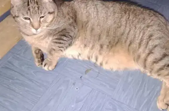 Chat tigré blessé trouvé à Meulan-en-Yvelines - photo