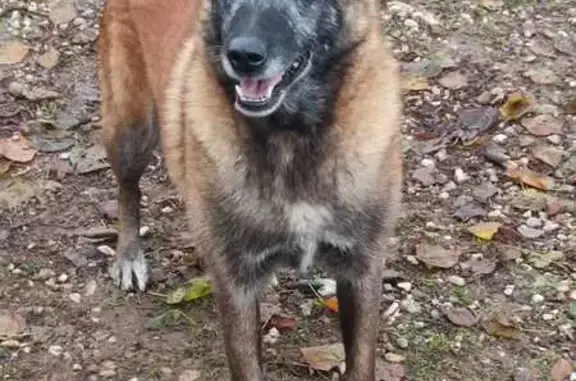 Chien perdu , photo : Berger Malinois fauve perdu secteur Argentat