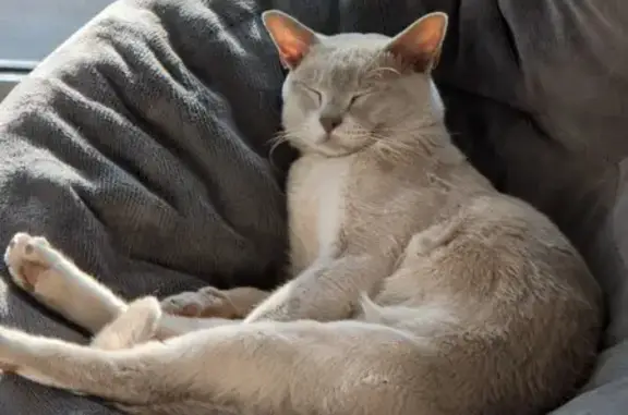 Missing: Cream Burmese Cat, 4, N. Beaches