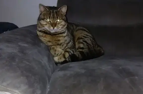 Chat perdu à La Grand-Combe, contactez-nous - photo