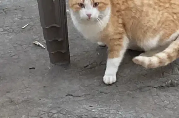 Chat trouvé , photo: Chat roux mâle trouvé, non pucé, Sainte-Blandine