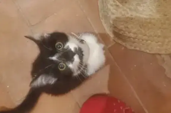 Animaux trouvés , photo: Chat trouvé aux Vailhés avec collier