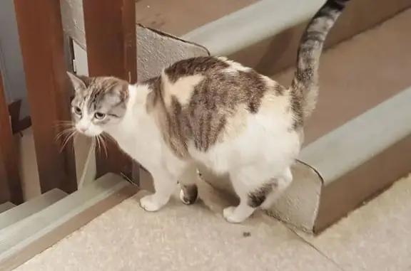 Chat trouvé Pont-en-Royans, photo: Chat tricolore trouvé à Pont-en-Royans