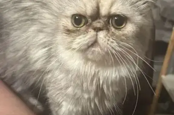 Chatte persane blanche/grise perdue à Quitay - photo