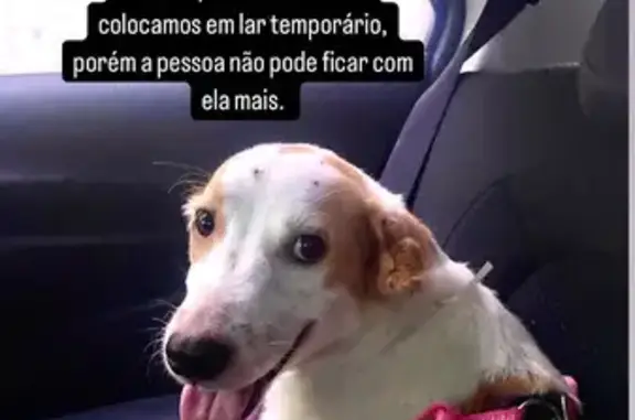 Cachorra Dócil Encontrada em Nilópolis