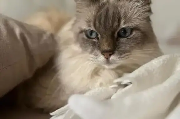 Chat perdu, Moret-Loing-et-Orvanne, photo: Chatte sacrée de Birmanie perdue