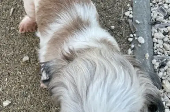 Animaux trouvés Tocane-Saint-Apre, photo: Chien trouvé à Tocane-Saint-Apre