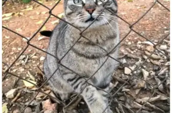 ¡Gata Perdida en Gandía! Ayuda Urgente