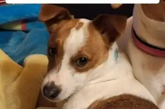 Perro Jack Russell Perdido en Santa Cruz