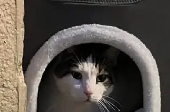 Chat trouvé Hesdin, photo: Chat mâle castré trouvé à Hesdin