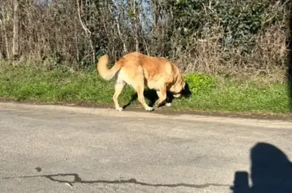 Chien trouvé rue de la Bruyère, Saint-Léger - photo
