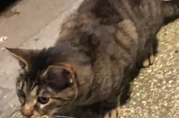 Chat trouvé , photo: Chatte trouvée à Romainville (93)