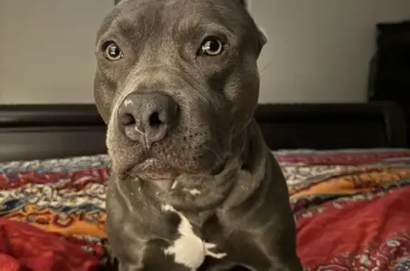 Help Find Brodie: Missing XL American Bully