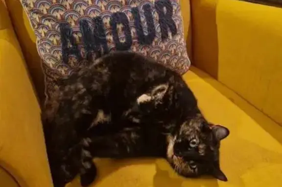 Chat perdu, Saint-Ouën-des-Toits, photo: Chatte disparue à Saint-Ouën-des-Toits