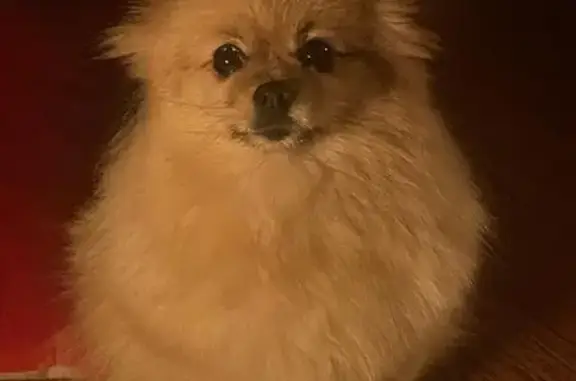Chien perdu Asnières-sur-Seine, photo : Chien perdu : Mia, Spitz sable 8 ans