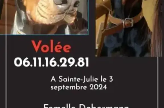 Chien perdu , photo : Doberman femelle perdue à Sainte-Julie
