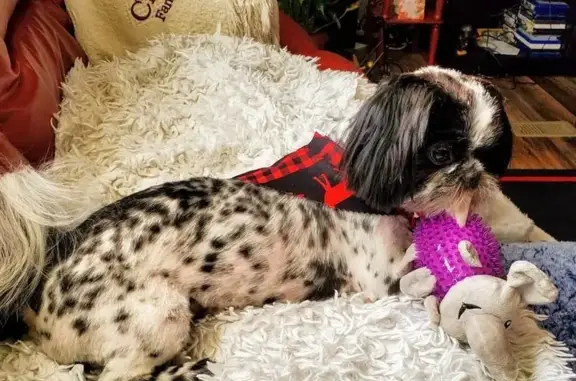 Lost Shih-Tzu: Black & White, Fayetteville