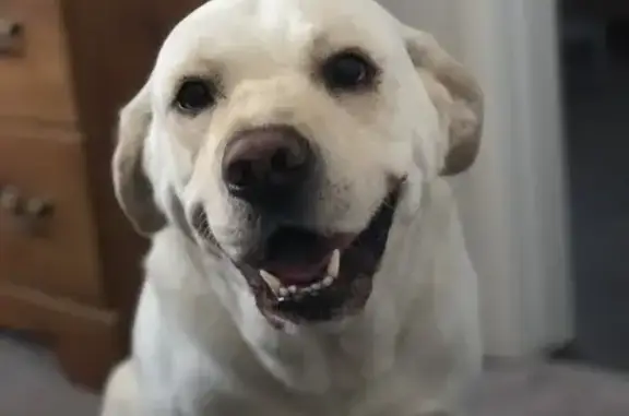 Lost Dog Alert: Friendly Lab Named Ruger