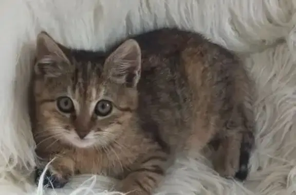 Chatte tigrée disparue à Montussan - photo
