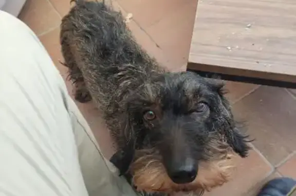 Chien perdu , photo : Teckel poil dur perdu à Brancourt-le-Grand