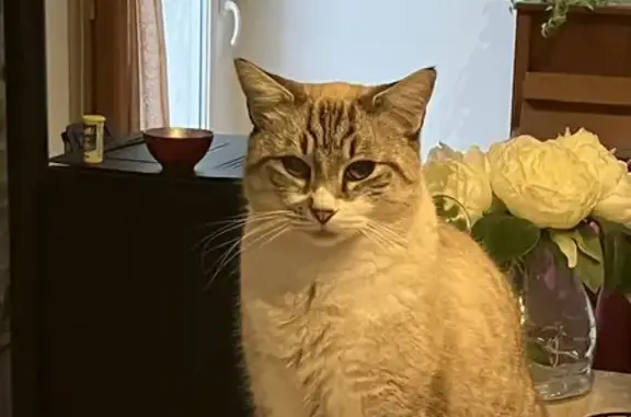 Casper, chat castré disparu à Frontignan - photo
