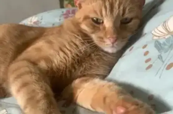 Chat perdu, Valframbert, photo: Chat roux craintif perdu à Alençon